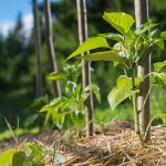 Leaves Should Be Shredded Before Used as Mulch